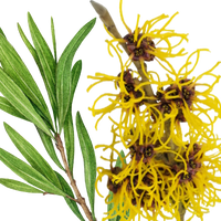 DISINFECT: Tea Tree Oil + WitchHazel